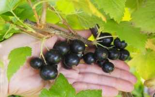 Смородина Черный Жемчуг: фото, описание сорта, отзывы