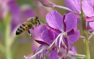 Кипрейный белый мед: полезные свойства, применение и противопоказания