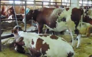 Современные методы и практика воспроизводства стада КРС