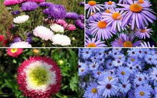 Описание и виды астры: где и как растет цветок