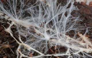 Как растут грибы в искусственной среде: что же такое мицелий вешенки?