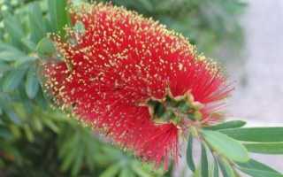 Каллистемон уход в домашних условиях, фото, выращивание, дерево из семян
