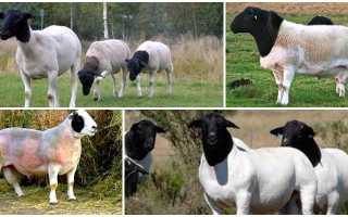 Овцы дорпер новой зеландии