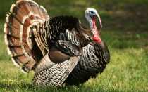 Совместное содержание кур и индюков