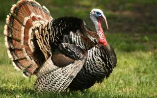 Совместное содержание кур и индюков