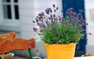 Как вырастить комнатную лаванду в горшке: фото и подробности