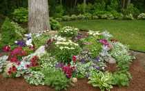 Как создать клумбу непрерывного цветения
