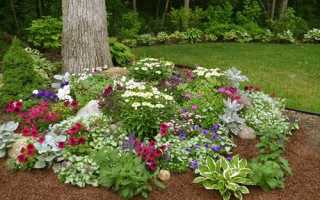 Как создать клумбу непрерывного цветения