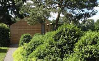 Итальянская сосна: 7 особенностей и 9 советов по посадке и уходу