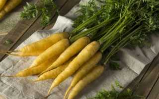 Желтая морковь — разновидности и описание