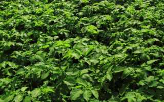 Что делать с картофельной ботвой – 4 варианта использования