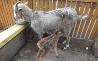 Коза домашняя — обзор особенностей содержания коз, как ухаживать и чем кормить а также болезни, лечение и профилактика болезней в обзоре!