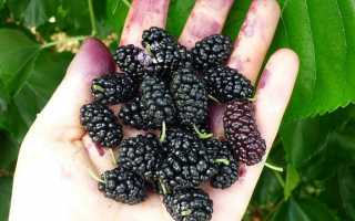 Шелковица белая – сладкая ягода родом из детства