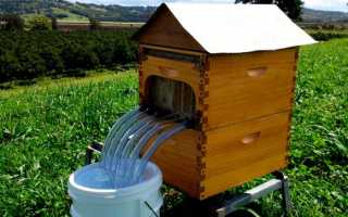 Рогатый улей технология работы с пчелами и особенности рогатого улья