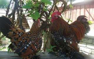 Мильфлер лета 2021