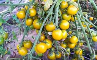 Описания и характеристики лучших новых сортов роз для 2020 года