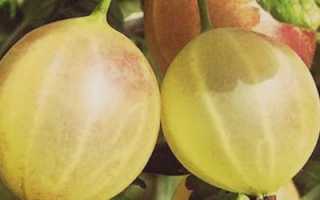 Крыжовник Русский красный: секреты получения обильного урожая