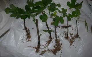 Простые способы, как размножить инжир черенками в домашних условиях