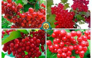 Лечебные свойства листьев калины и противопоказания