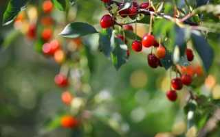 Вишня Тургеневка — описание сорта, фото, отзывы о стойкой культуре