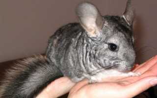 Как обустроить уютный домик для шиншиллы