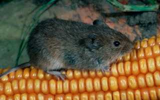 Как избавиться от кротов в огороде: эффективные средства и нюансы их применения