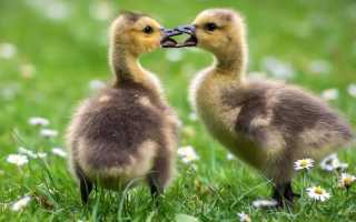 Правильно ухаживаем за гусятами