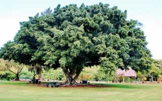 Правила размножения фикуса Бенджамина в домашних условиях