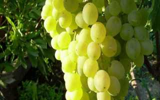 Зимостойкий и выносливый сорт винограда «Тукай»