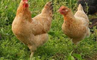 Кто такие Царскосельские курочки?