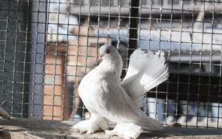 Индо-пакистанская высоколетная порода голубей