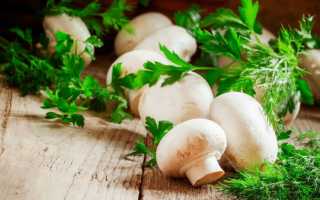 Шампиньоны – скрытая угроза, почему не стоит злоупотреблять