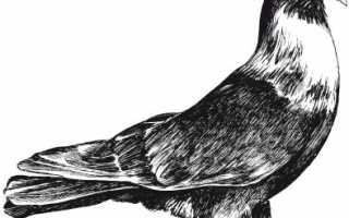 Голуби Кубани полное описание видов