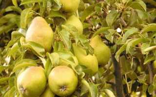 Как обрезать смородину и крыжовник: правила формирования кустов