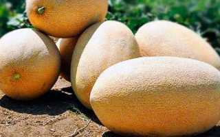Дыня Гуляби: фото, отзывы. Как выбрать дыню Гуляби?