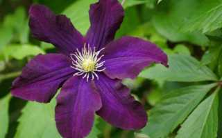 Клематисы для Урала: сорта + фото, выращивание.