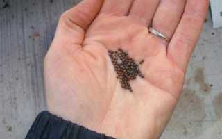 Капуста лучшие сорта для Подмосковья – характеристики сортов. Какой сорт даст богатый урожай капусты в Подмосковье