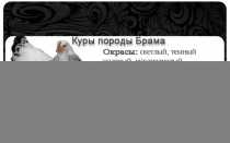 Порода кур Брама с описанием разновидностей