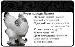 Порода кур Брама с описанием разновидностей