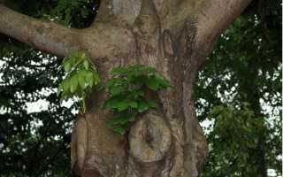 Пахира — профессионально ухаживаем за небольшим баобабом (68 фото)