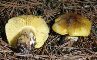 Зеленушка гриб приготовление жарить. Как закрыть зеленушки на зиму? 11 проверенных рецептов!