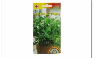 Правила выращивания стевии из семян в домашних условиях