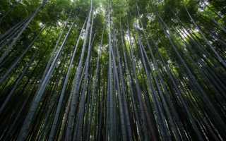 Виды бамбука для выращивания в открытом грунте