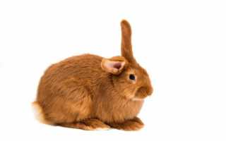 Обзор популярных пород кроликов с белым, черным и рыжим окрасом