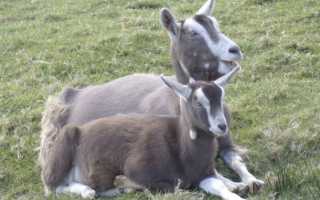 Обзор пород молочных коз без запаха