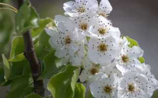 Почему груша никак не отвоюет первенство у яблони