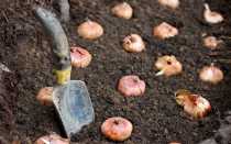 Гладиолусы: фото, описание сортов, особенности выращивания