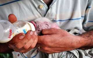 Сухое молоко для поросят — как правильно разводить и сколько давать, состав сухого молока, видео