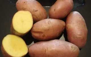 Описание сорта картофеля Эволюшн