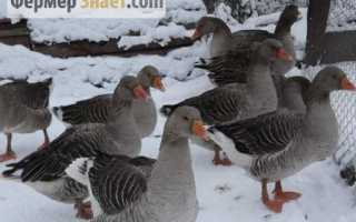 Как ощипывать гусей в домашних условиях